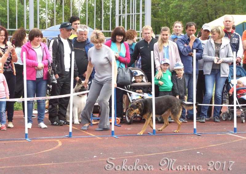 показательные выступления на выставке_10