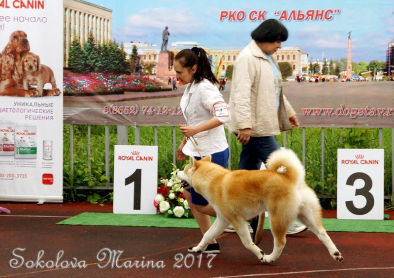 монопородная выставка Акита-Ину_2