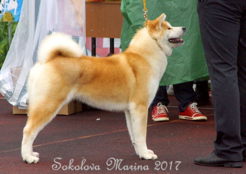 монопородная выставка Акита-Ину_3