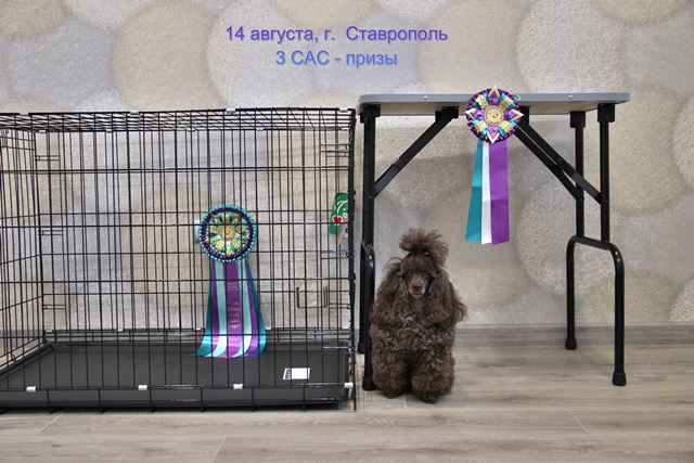ZOOпортал.pro :: Выставка собак всех пород ранга САС г. Ставрополь "КОВЧЕГ-ФАУНА - 2022"