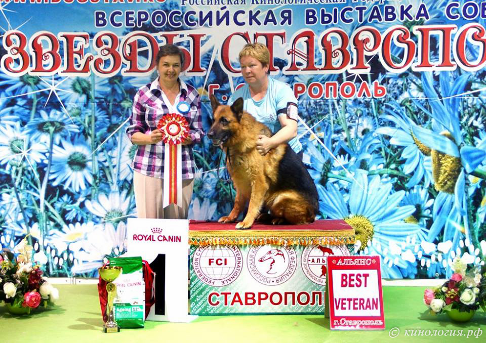 грумеры подготовили собак перед выставкий