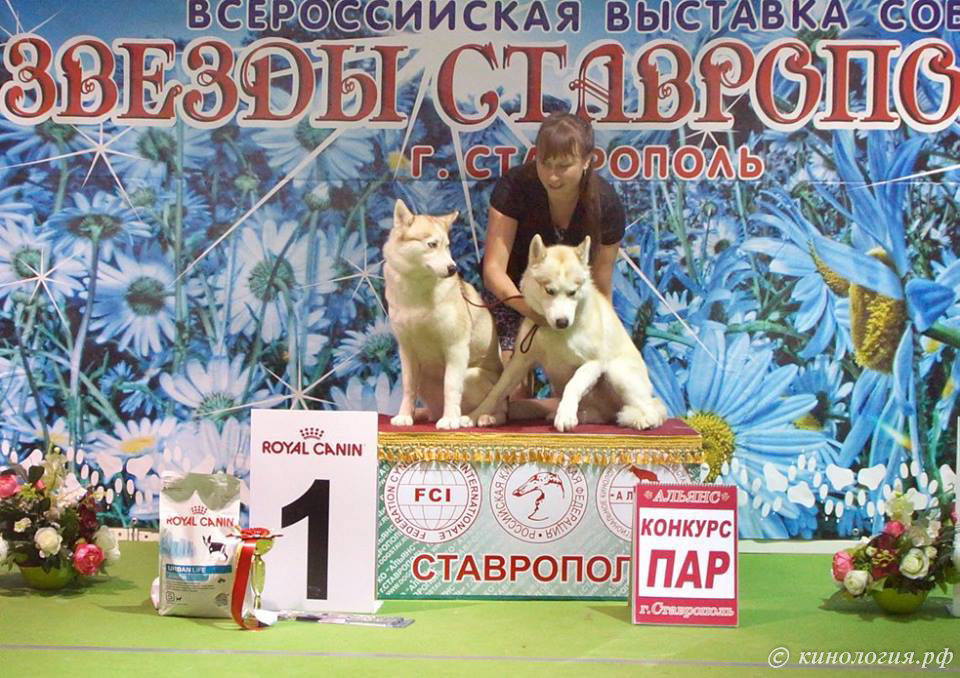 выставка собак в Ставрополе