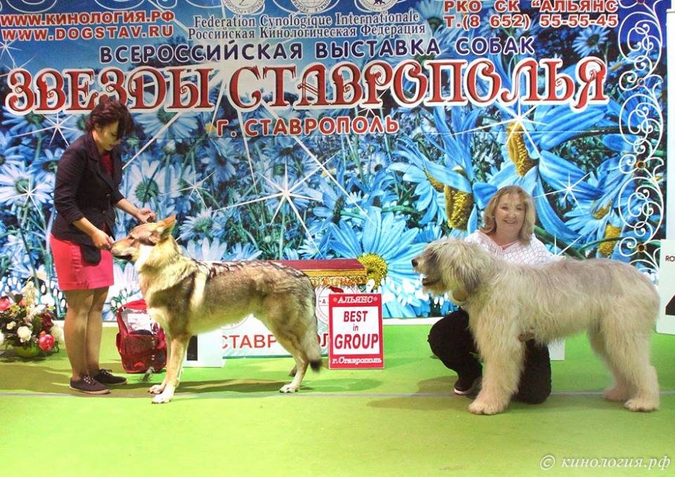 выставка собак в Ставрополе