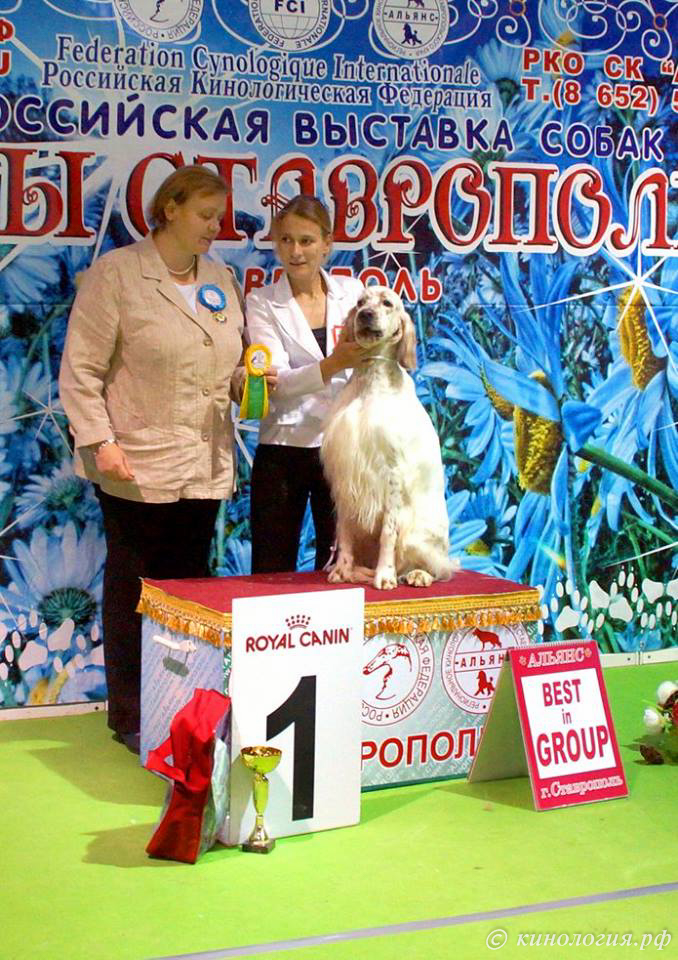замечательные щенки будущие победители и чемпионы
