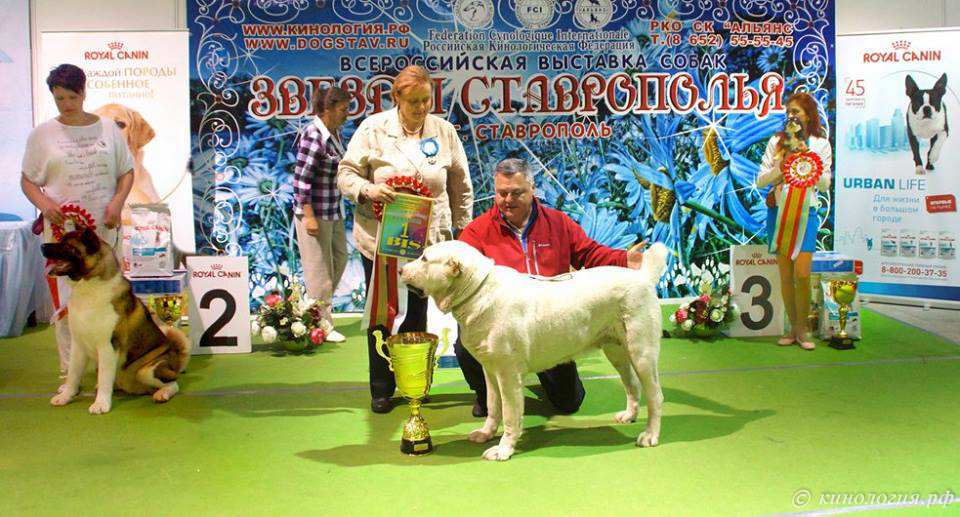 выставка собак в Ставрополе