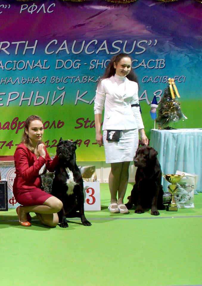 фото конкурсов выставки CACIB