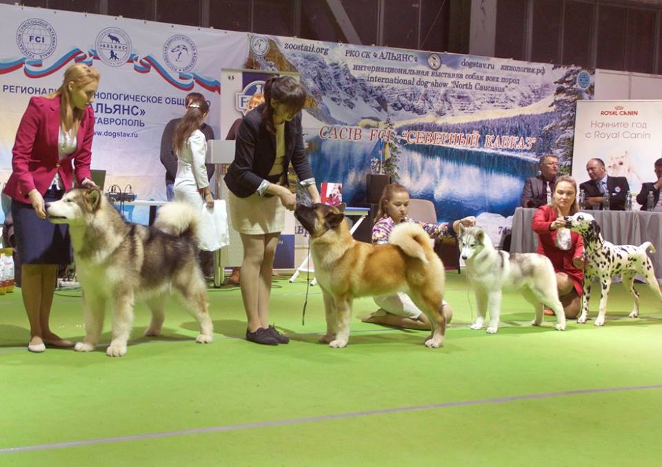 фотографии международной выставки CACIB
