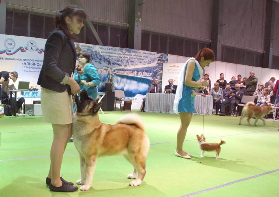 фото конкурсов выставки CACIB