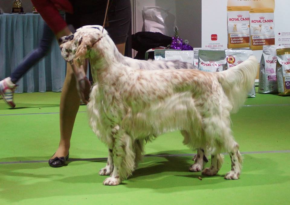фотографии международной выставки CACIB 12 декабря 2015 года