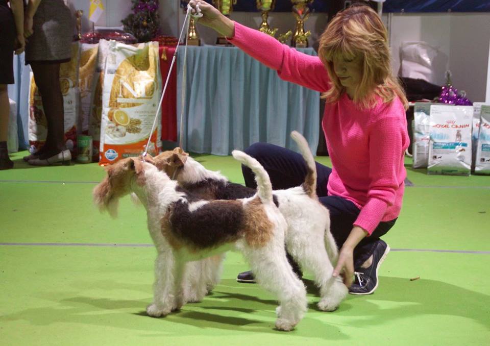 фотографии BEST CACIB в ставрополе