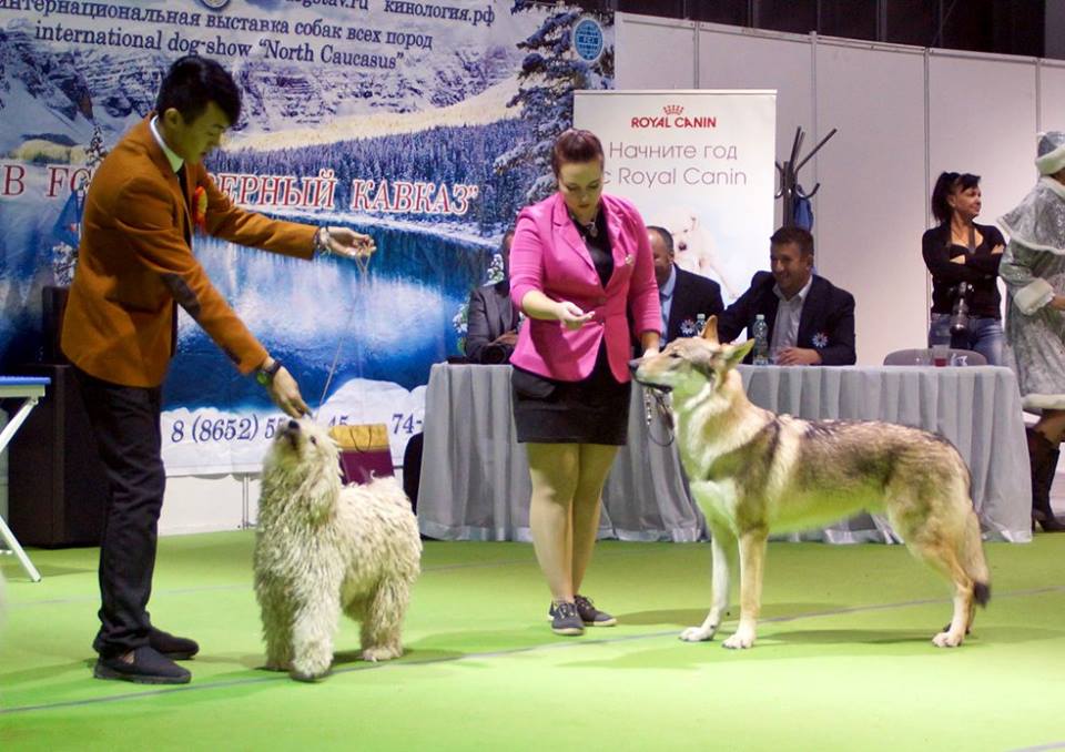фотографии международной выставки CACIB