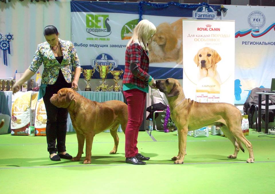 фотографии международной выставки CACIB
