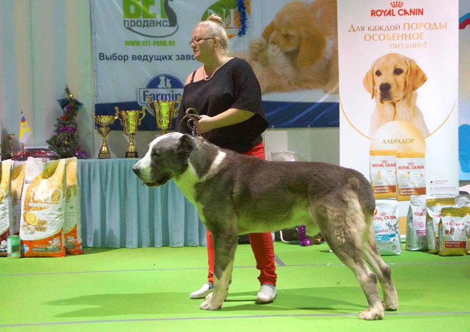 фото конкурсов выставки CACIB