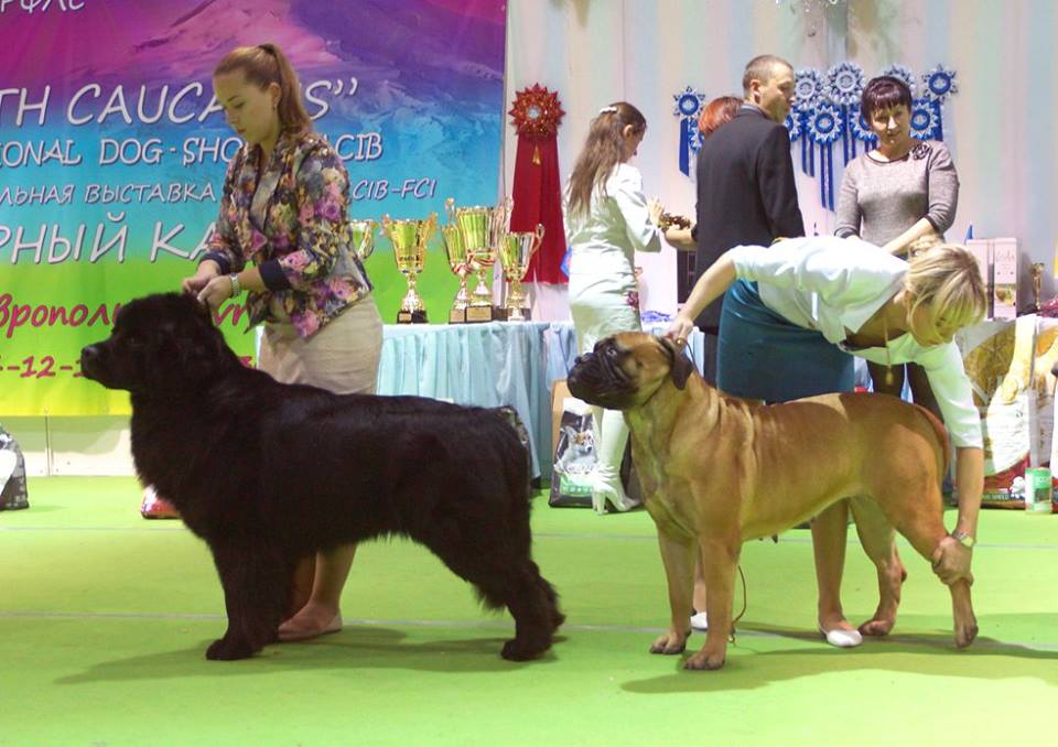 фотографии BEST CACIB в ставрополе