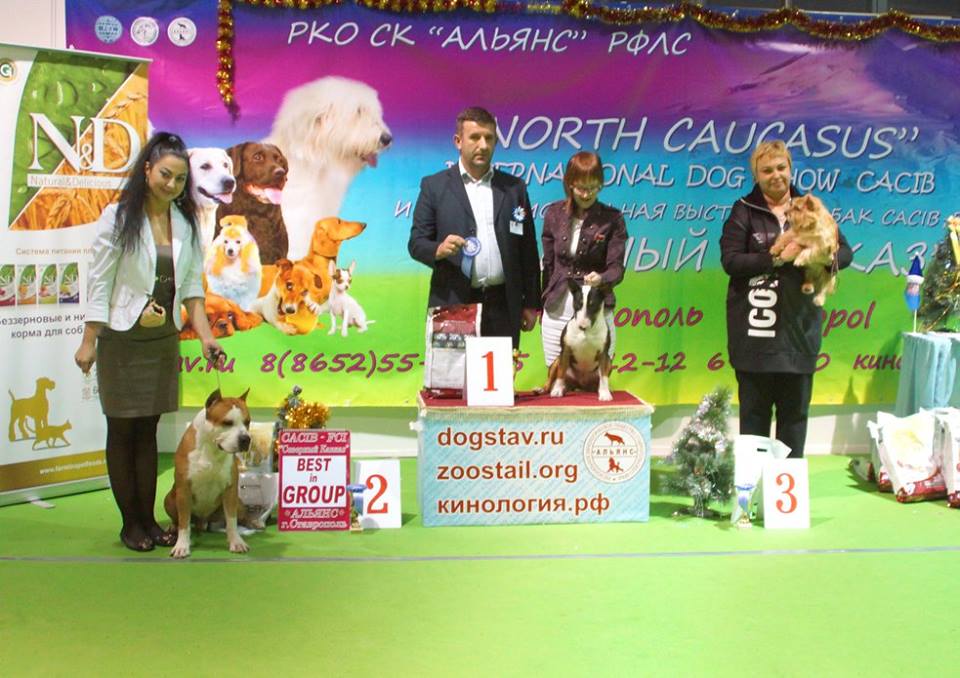 фото конкурсов выставки CACIB