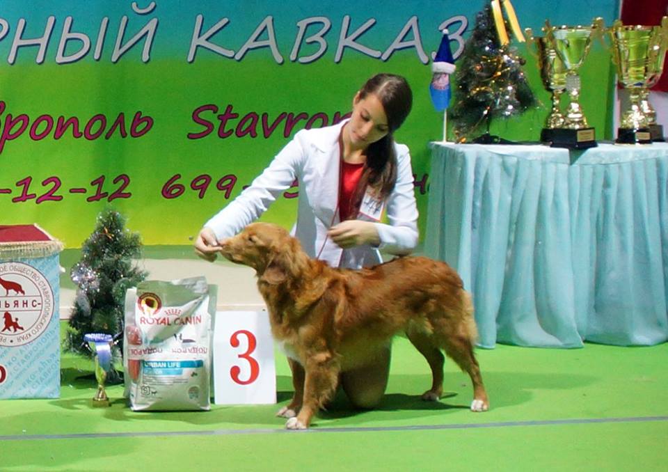 фотографии BEST CACIB в ставрополе