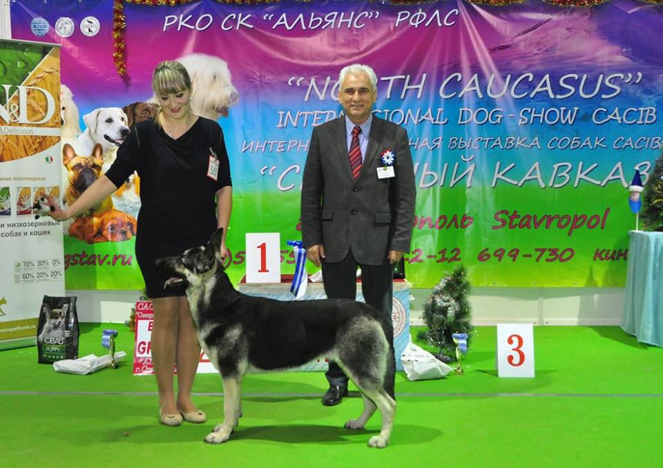 фотографии BEST CACIB в ставрополе