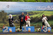 Чемпион РКФ-